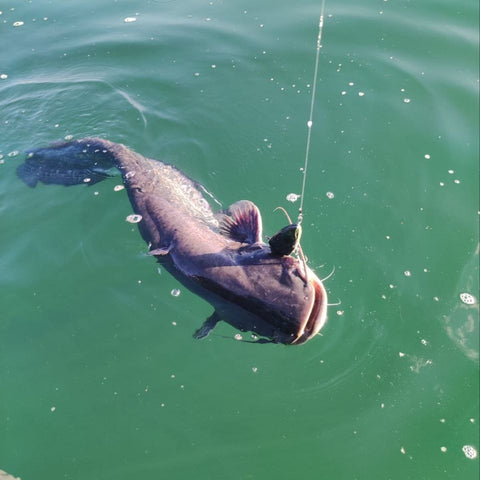 Swimbait da Luccio Bull Trout 2023