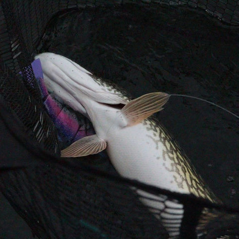 Swimbait da Luccio Bull Trout 2023